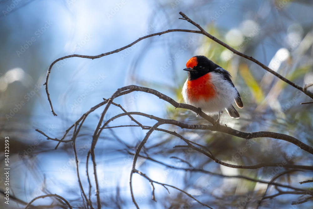 Red-capped Robin