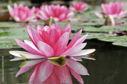blossoming pink water lilly
