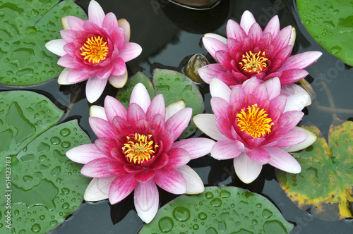 blossoming pink water lilly