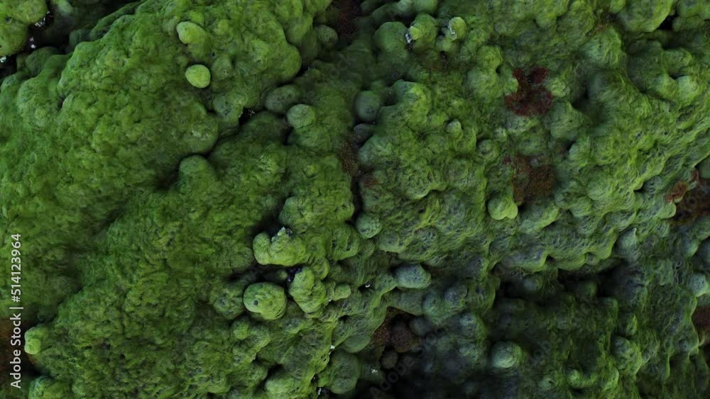 Moss covered lava field with green Birds eye view drone view - Eldhraun, Iceland
