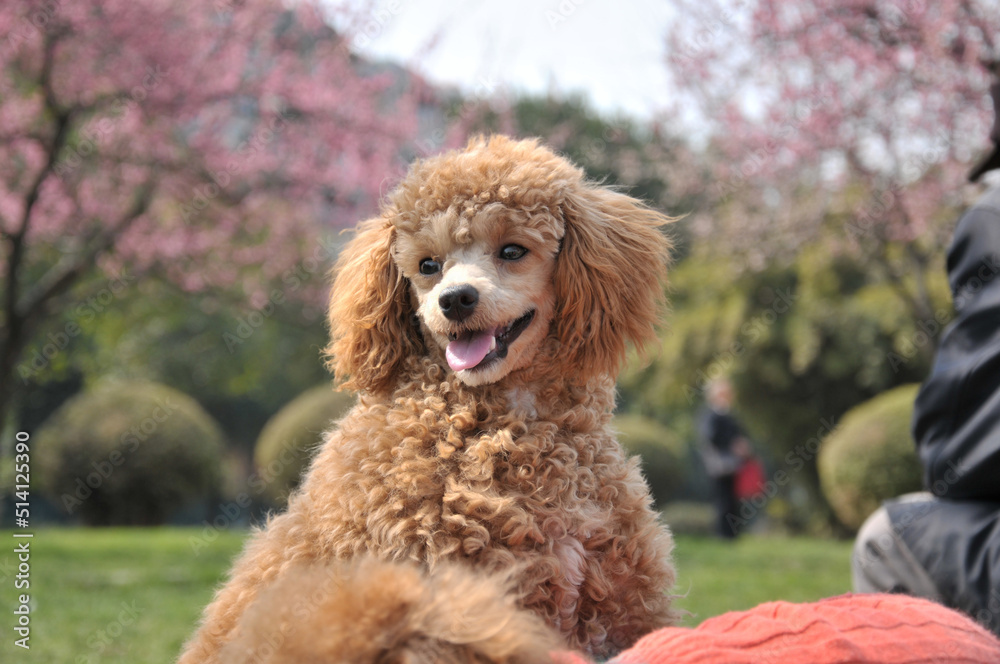 golden pet dogs