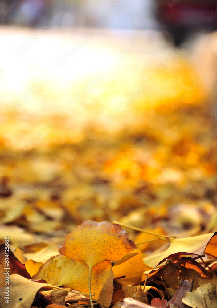 autumn ginkgo tree in the city autumn ginkgo tree in the city