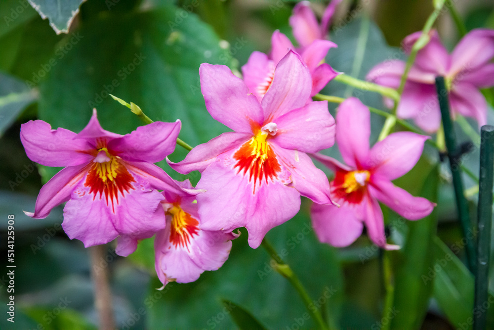 Fototapeta premium Orchid flower, rare species