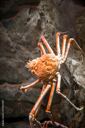 Spider crab close-up view in ocean