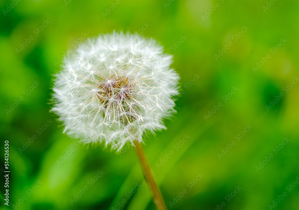 Fototapeta premium たんぽぽの綿毛
