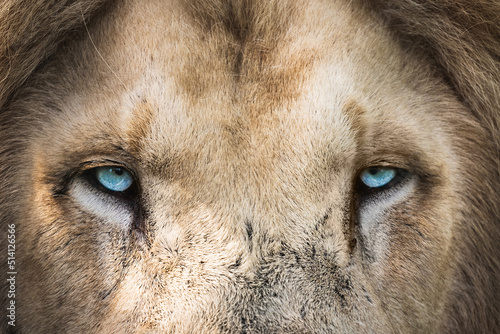(Panthera Leo) White Lion - Close Up Portrait © Darren