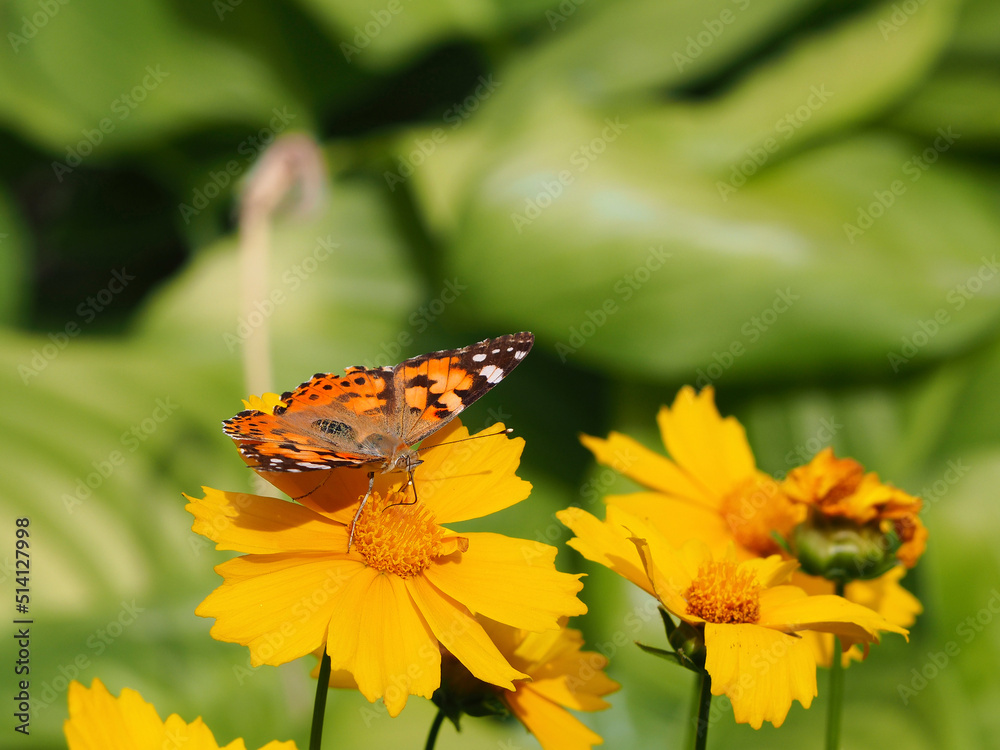A beautiful butterfly drinks nectar on a yellow flower against a background of greenery. The Vanessa cardui butterfly sits on a yellow flower and drinks nectar with its proboscis A beautiful butterfly drinks nectar on a yellow flower against a background of greenery. The Vanessa cardui butterfly sits on a yellow flower and drinks nectar with its proboscis
