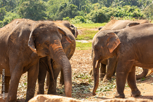Elephants at the Pinnawala Elephant Orphanage. Sri Lanka