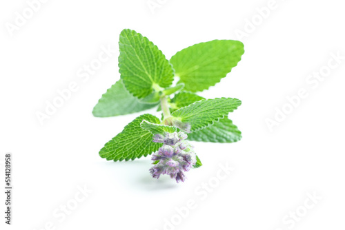 Concept of aromatherapy, mint isolated on white background