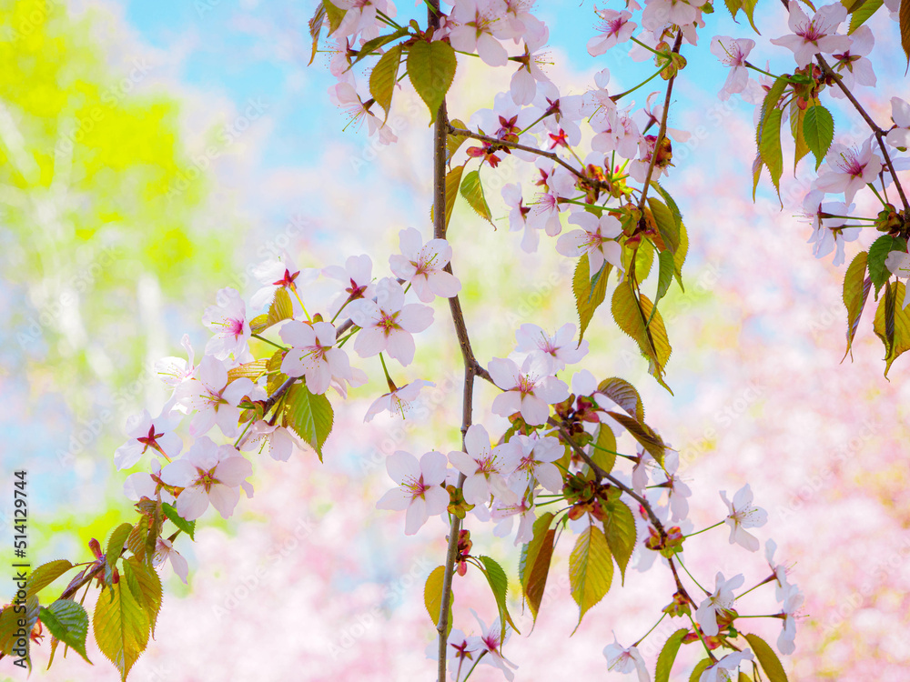 桜の枝 桜の枝