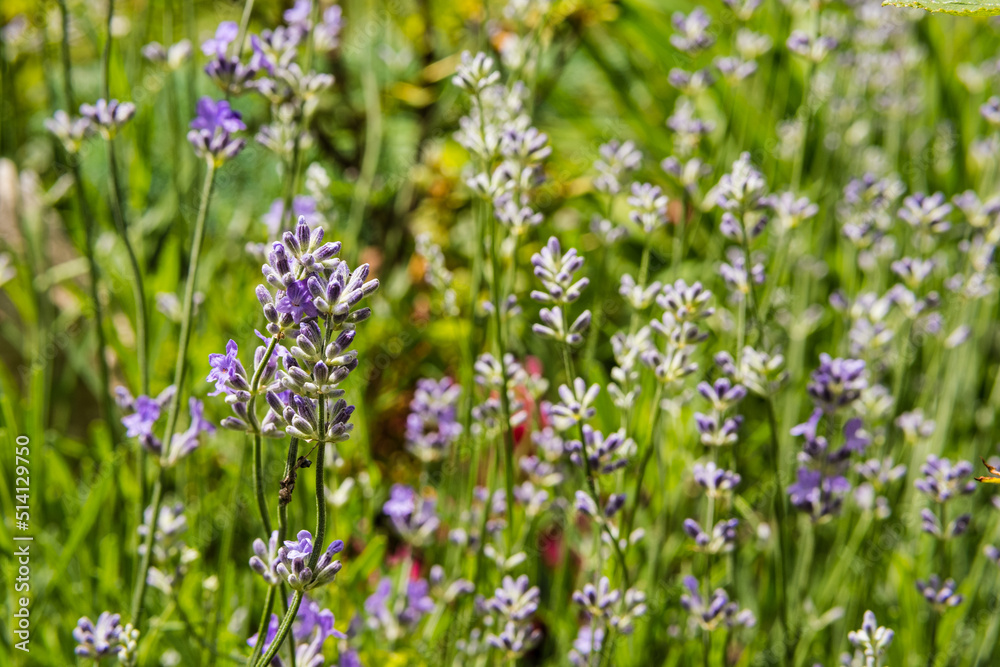 Lavender blooming bush in the garden close up. Lavandula common name lavender in the flowerbed. Blossoming stems of lavender plant on sunny day