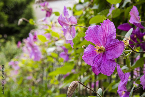 Clematis viticella or Etoile Violette flowers in the fence in the backyard. Violet flowers of clematis blooming in the garden close up photo