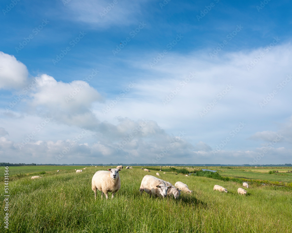 Fototapeta premium sheep graze in green grassy meadow under blue sky near amersfoort in holland