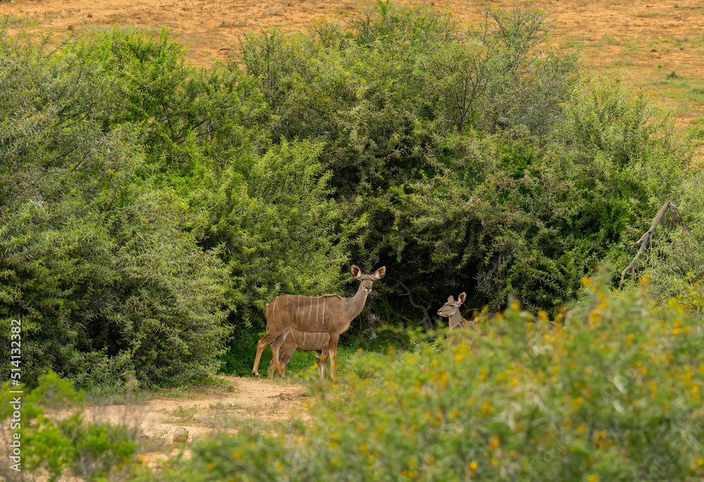 Nyala Antilope im Naturreservat Addo Elephant National Park Südafrika Nyala Antilope im Naturreservat Addo Elephant National Park Südafrika