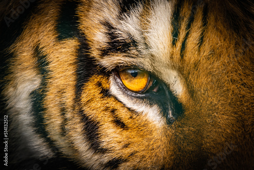 Close Up Of A Tiger - Panthera Tigris