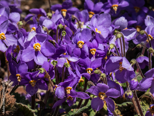 Close-up of five-petalled purple flowers with prominent yellow anthers of rosette-forming evergreen perennial plant Pyrenean-violet or rosette mullein  Ramonda myconi 