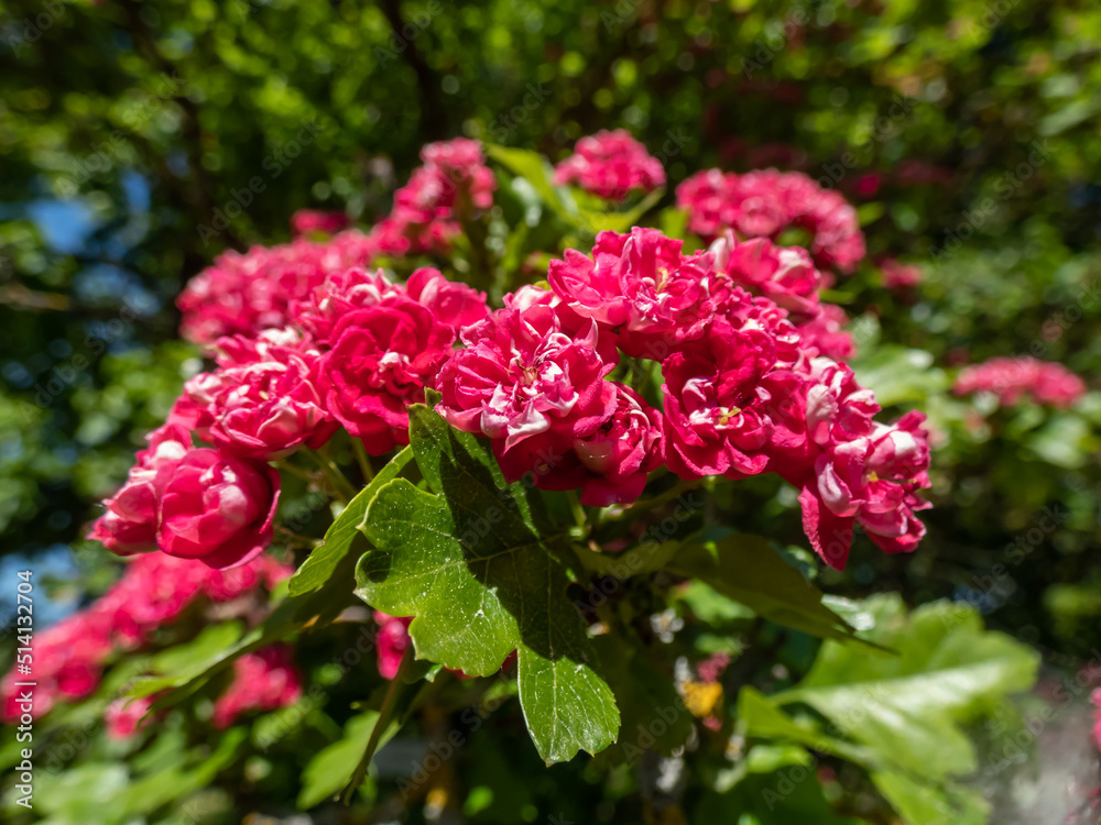 small-low-branching-tree-the-english-hawthorn-crataegus-laevigata