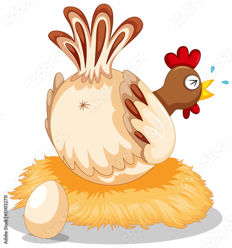 Cute chicken laying eggs