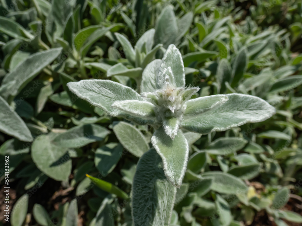 Lamb's ear (Stachys byzantina) 'Silver Carpet'. Evergreen carpeting perennial, dense mat of grey-white, soft, woolly foliage with elliptic leaves forming striking ground cover Lamb's ear (Stachys byzantina) 'Silver Carpet'. Evergreen carpeting perennial, dense mat of grey-white, soft, woolly foliage with elliptic leaves forming striking ground cover