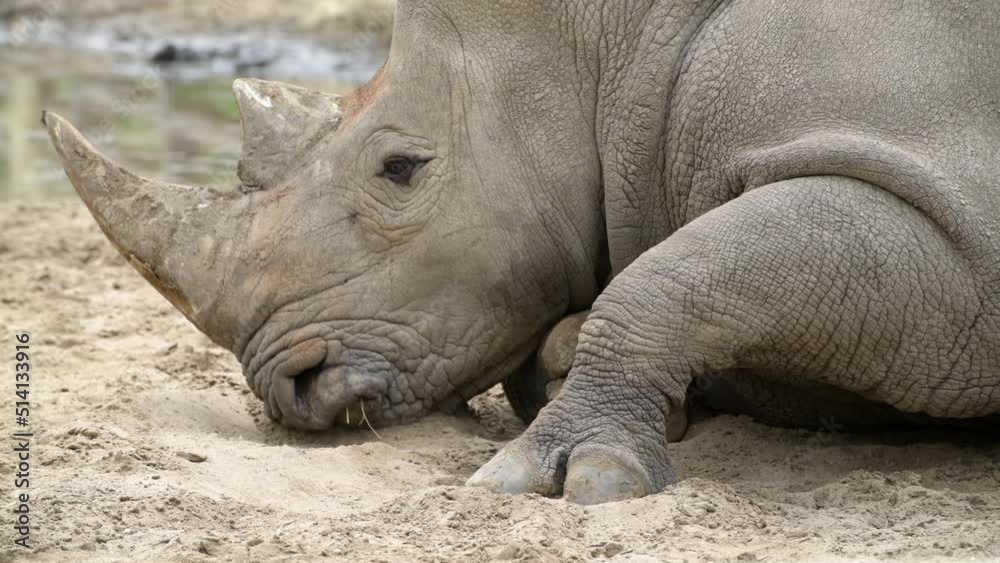 Rhinoceros rhino extreme close up portrait video in African savannah during small rain drops after summer drought. Huge Rhinoceros lying near waterhole eye blinking Rhinoceros rhino extreme close up portrait video in African savannah during small rain drops after summer drought. Huge Rhinoceros lying near waterhole eye blinking