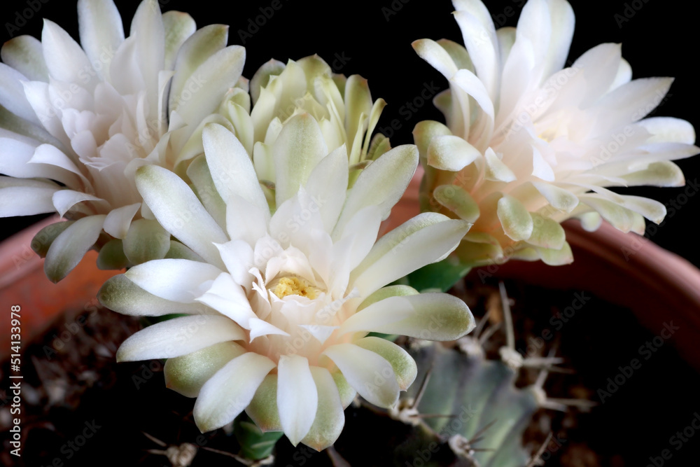 white cactus flower blooming with black background