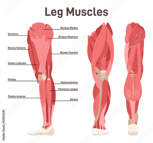 Leg muscle anatomical structure set. Front, side and back view scheme