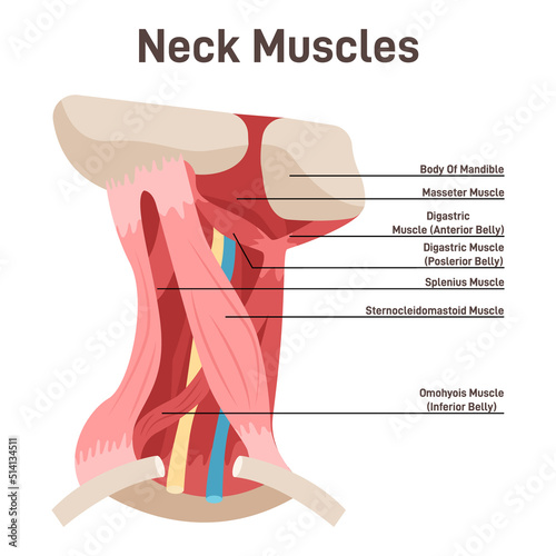 Neck muscles side view. Didactic scheme of anatomy of human photo
