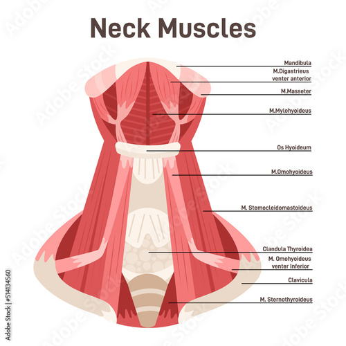 Neck muscles front view. Didactic scheme of anatomy of human muscular