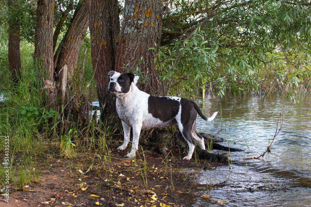 A dog on the bank of the river. Nature and green trees on the pond