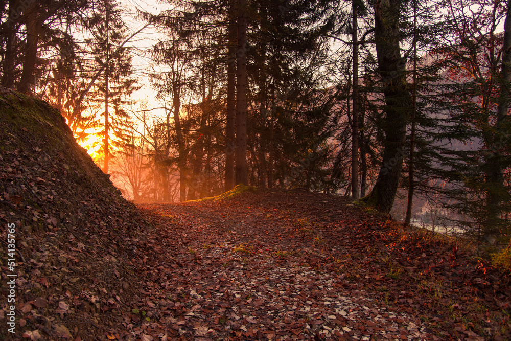 Misty sunrise in the forest. Beautiful and mystic atmosphere in the woods at dawn.