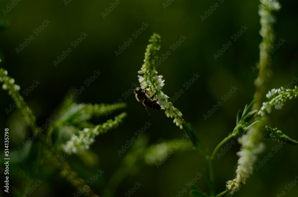 Flower of a white sweetclover plant, Melilotus albus Flower of a white sweetclover plant, Melilotus albus