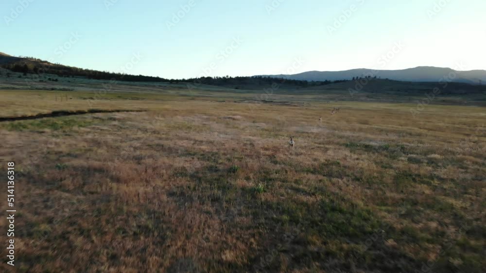Antelope Running in Field at Sunset Near Reno Nevada - Aerial Drone Antelope Running in Field at Sunset Near Reno Nevada - Aerial Drone