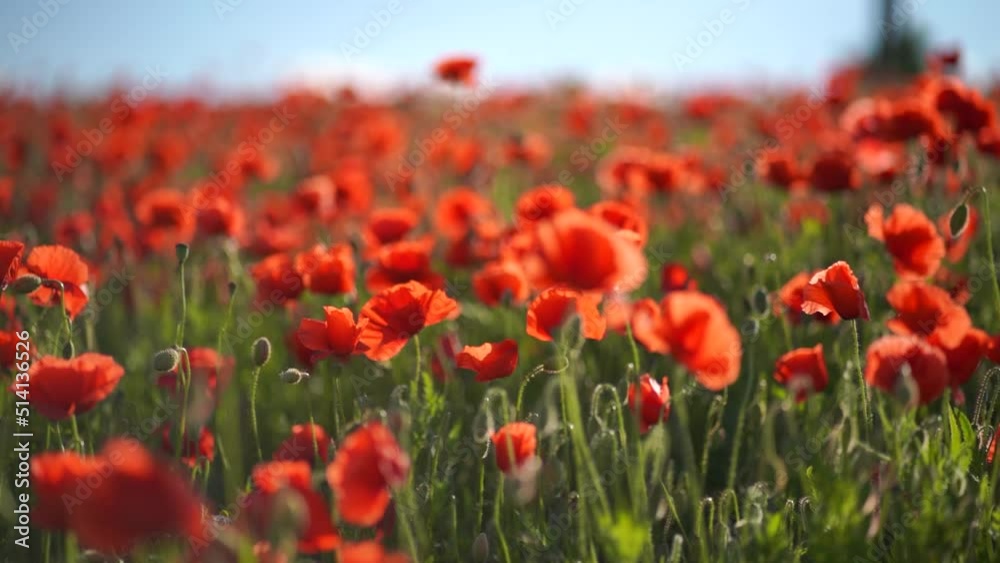 Poppy field flowers field with some light wind captured in slow motion. Poppy field flowers field with some light wind captured in slow motion.
