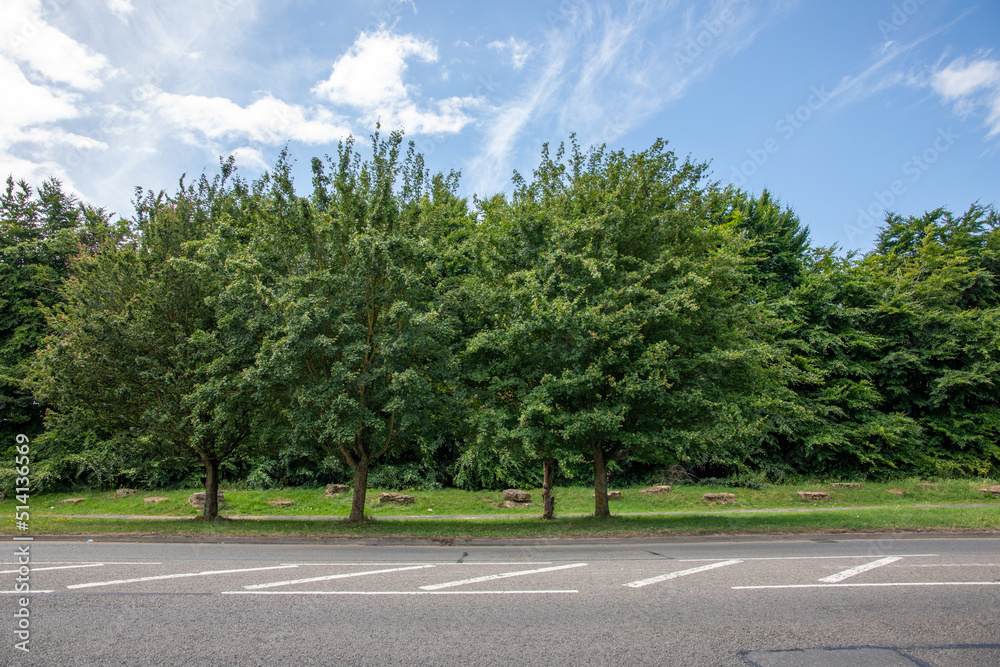 A small group of trees and empty road. A small group of trees and empty road.