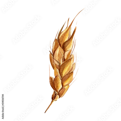 Vector ear grain imitation watercolor