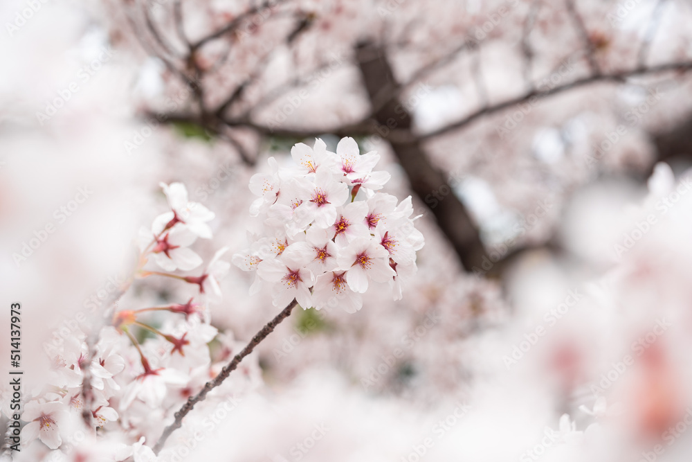日本の満開桜7