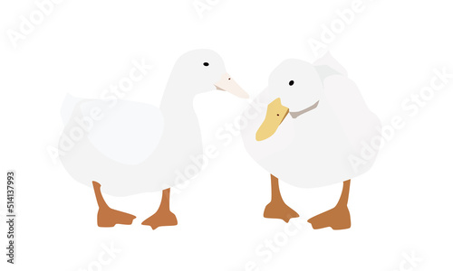 2羽のアヒル