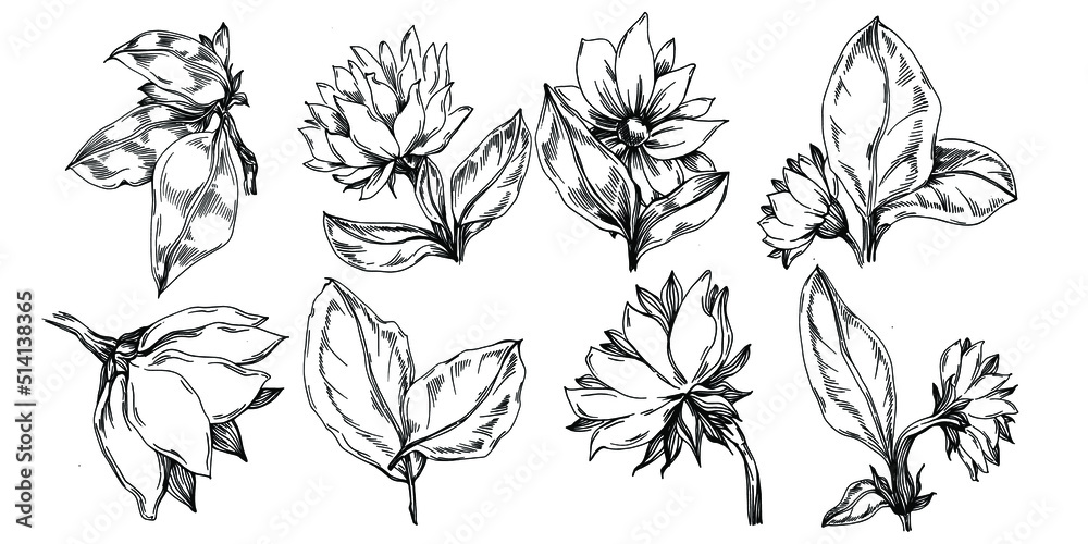 Sunflower summer. Isolated botanical flower, leaves. Black and white engraved sketch ink art. Leaf plant botanical garden floral foliage. Wildflower drawing leaf illustration element. Sunflower summer. Isolated botanical flower, leaves. Black and white engraved sketch ink art. Leaf plant botanical garden floral foliage. Wildflower drawing leaf illustration element.
