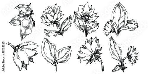 Sunflower summer. Isolated botanical flower  leaves. Black and white engraved sketch ink art. Leaf plant botanical garden floral foliage. Wildflower drawing leaf illustration element.