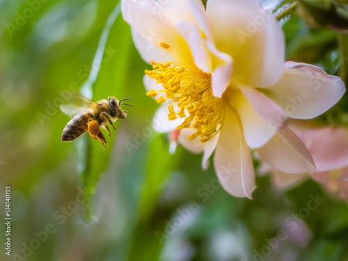 Bee flying to a white rose blossom photo