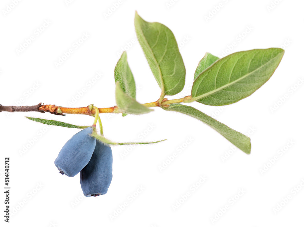 Honeysuckle twig with green leaves isolated on white background. Ripe berries of honeysuckle. Clipping path. Honeysuckle twig with green leaves isolated on white background. Ripe berries of honeysuckle. Clipping path.