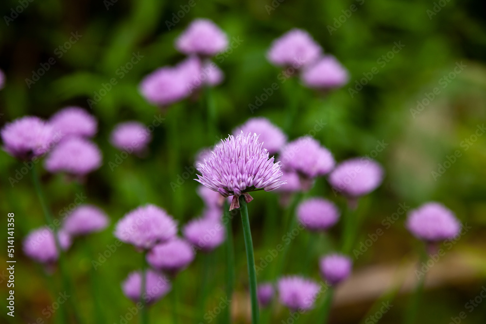Decorative onion grows and blooms on flower bed in garden Decorative onion grows and blooms on flower bed in garden