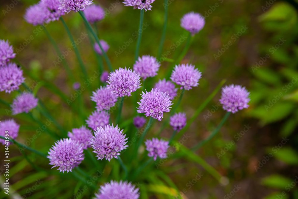 Decorative onion grows and blooms on  flower bed in  garden