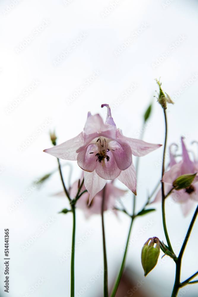 Obraz premium Campanula patula bunch of bluebells on a meadow in pleasant backlight