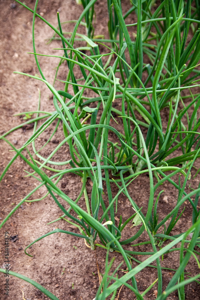 Green onions growing in field, closeup. Harvest season Green onions growing in field, closeup. Harvest season