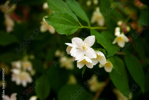 Fototapeta Naklejka Na Ścianę i Meble -  Close up of jasmine flowers in a garden