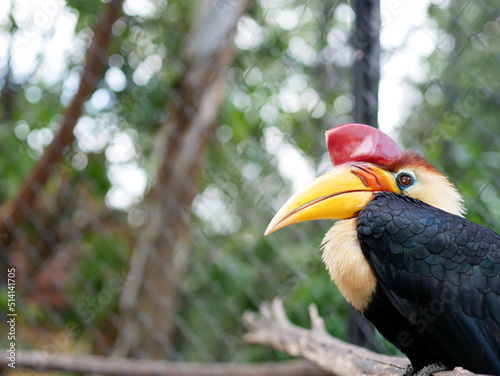 The knobbed hornbill or Rhyticeros cassidix, also known as Sulawesi wrinkled hornbill, is a colorful hornbill native to Indonesia. photo