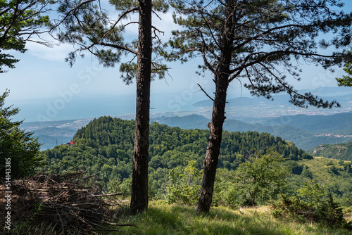 View of the Tuscan Coast from the Mountains above the province of Carrara: Two Trees in the Foreground