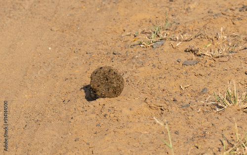 Mistkäfer mit Dungkugel im Naturreservat Hluhluwe Nationalpark Südafrika photo