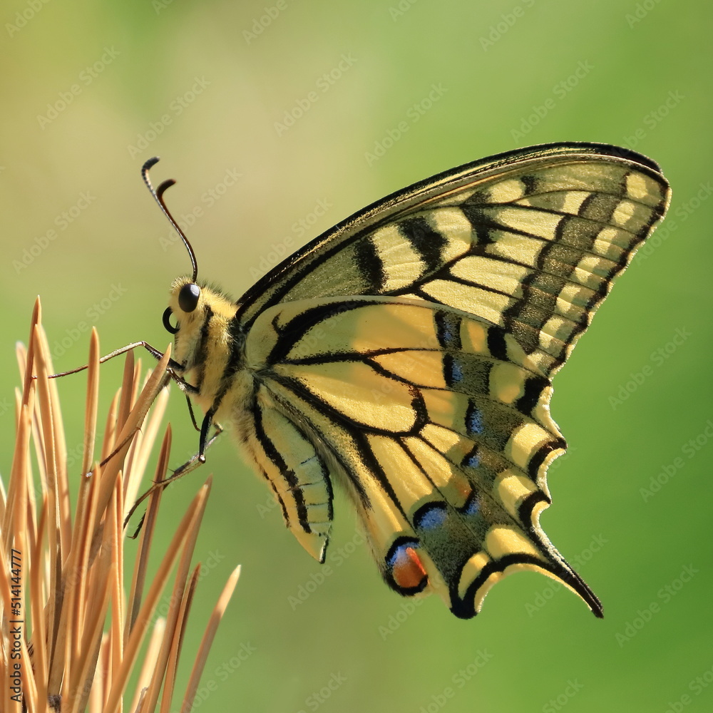 Fototapeta premium Swallowtail (Papilio machaon), macro photography of beautiful butterfly on spiky plant in summer sunny day